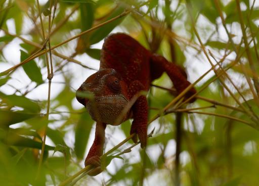 Vallombre natiora - Housity