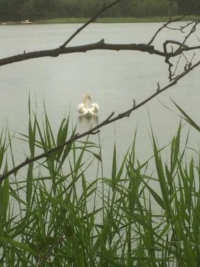 Tamminiemen Lomamökit - Housity