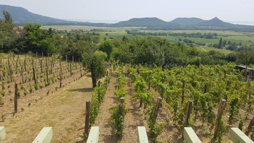 Grand Cru 2. Vendégház - Housity