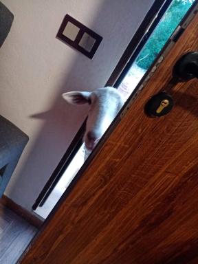 Centro ecuestre Girasol - Housity