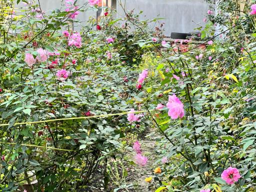 NHÀ NGHỈ PHÚC ANH (cơ sở 1) - Housity