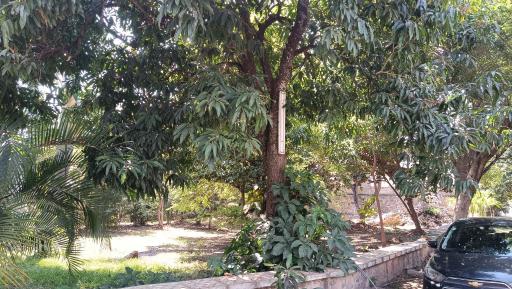 Casa la jungla - Housity