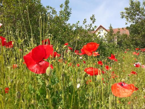 Roseneck am Neulandhof Spöring - Housity