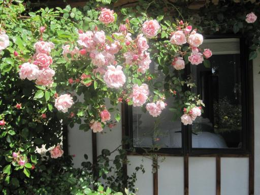 Rose Cottage at The Elms - Housity