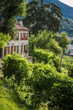 Vite in Rosa La Casetta - Housity