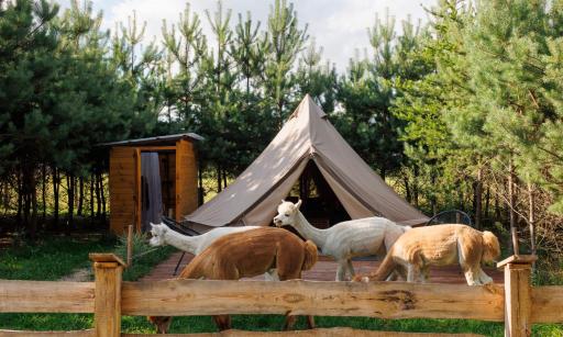 Glamping - Projekt Alpaka - Housity