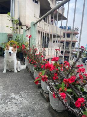 Maple Homestay - Hizvo