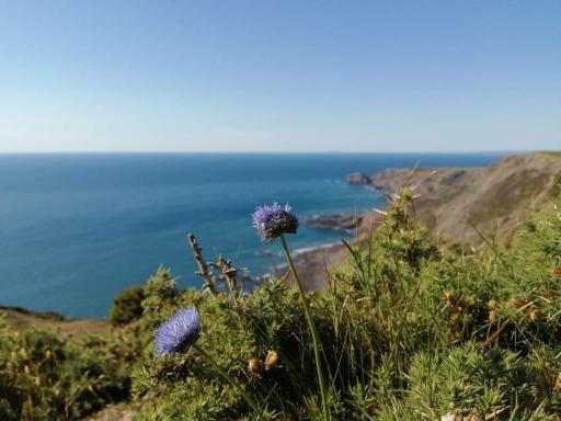 Kiberick Cottage at Crackington Haven, near Bude and Boscastle, Cornwall - Housity