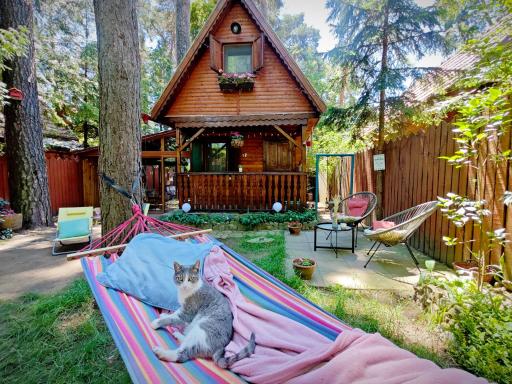 Tiny Wooden Cottage -Covasna - Housity