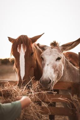 Quinta das Caçadoras - Animal lovers only - Housity