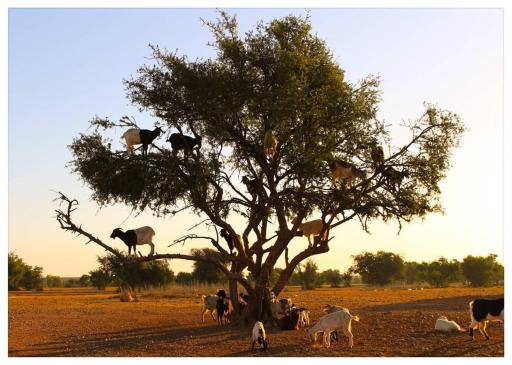 Goats on Argan Trees Experience in Agadir - Housity