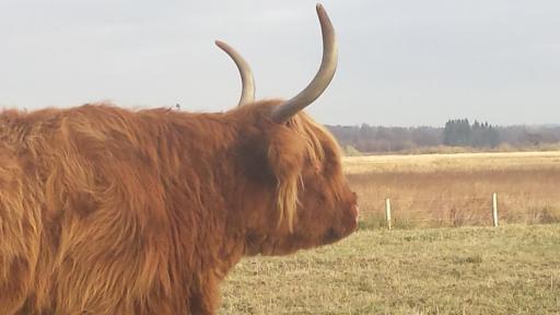 Scotland Paradise Relax by Shooting Club Kirriemuir - Housity
