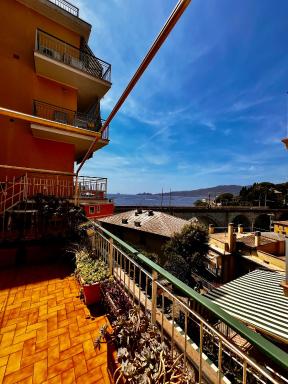 Pitosforo - Housity