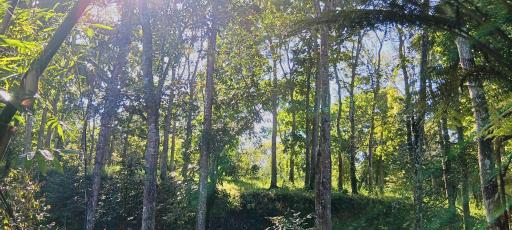 Tereng Wilis Jungle Inn - Housity