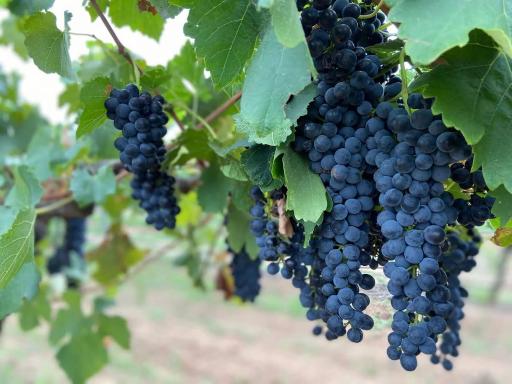 Hunter Explorer, GAMES ROOM & SPA - Housity