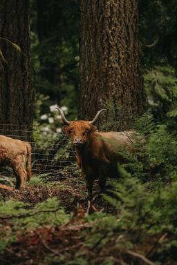 Highland Farms - Your Private Forest Farm - Housity