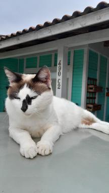 Tiny House moçambique - Sua casinha em Floripa! - Housity