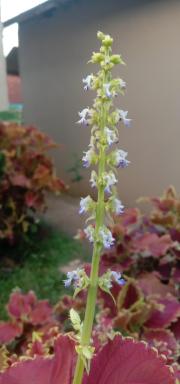 Jawer kotokco - Housity