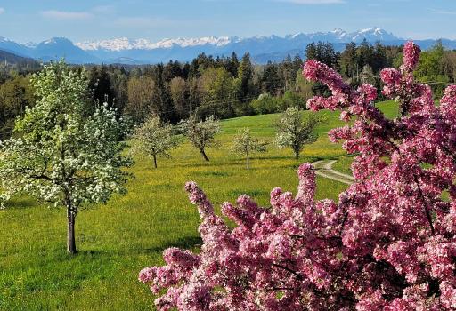Ferienwohnung Säntisblick - Housity