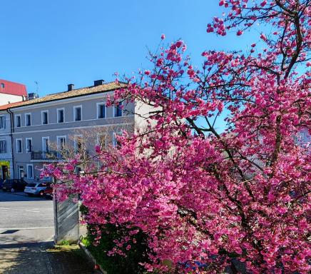 Alloggi Tosca Airport Lodges - Housity