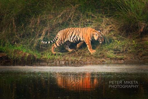 Tiger Corner Inn Homestay - Housity