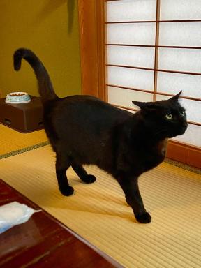 民宿とランチ大ちゃんち - Housity