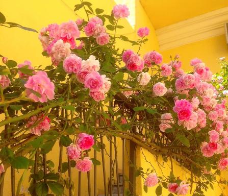 B&B Maison Rosetta IUN-E4948 - Housity