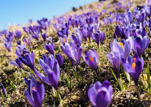 DOMŽALSKI DOM na Veliki Planini - Housity
