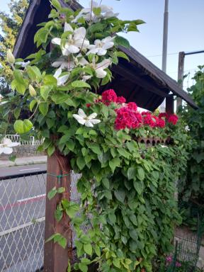 Apartment Zorec - Housity