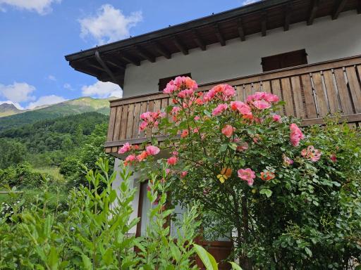 Stella Alpina - Housity
