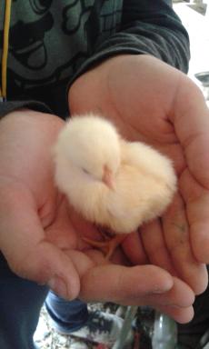 Agriturismo Le Stiacce - Housity