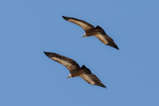 Apartments Mara Cres - Housity