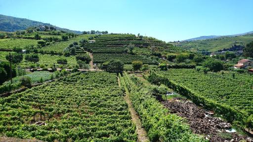 Casa Quinta da Adega do Chão - Vale do Douro - Housity