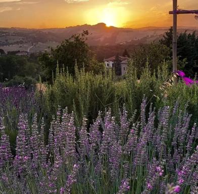 Amor di Lavanda - Housity