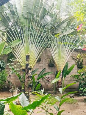 Hermoso Palomino - Housity