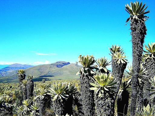 Espeletia Lodge - Housity