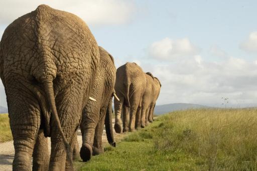 Knysna Elephant Park Lodge - Housity