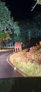 Kalidasa Tree House and Villa, Wayanad - Housity