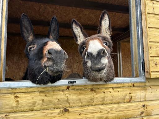 Les ânes du château d Hardelot, pour 2 à 5 pers - Housity