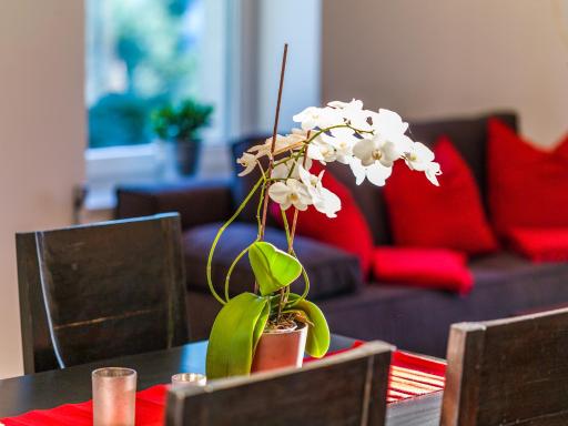 Apartment Zittera - Adults only - Housity