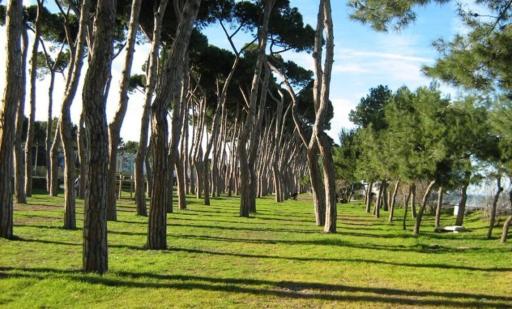 Pineto - Housity