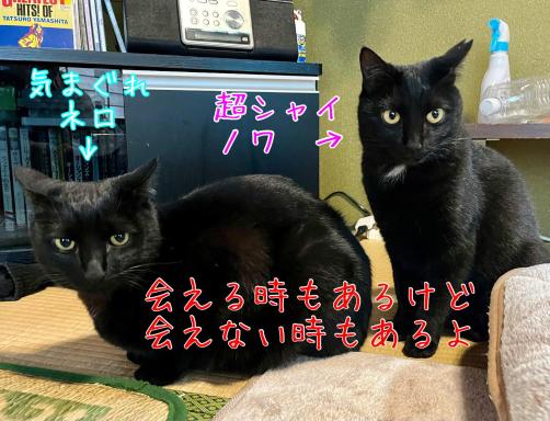 民宿とランチ大ちゃんち - Housity