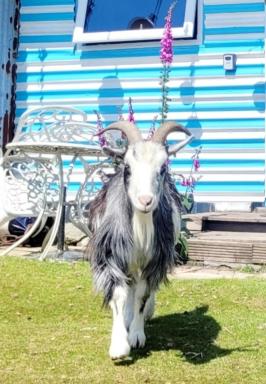 Treguth Glamping Unique Experience - Themed Huts - Housity