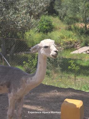 Experience Alpacas in Andalucia - Housity