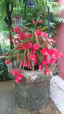 Lavanda - Housity