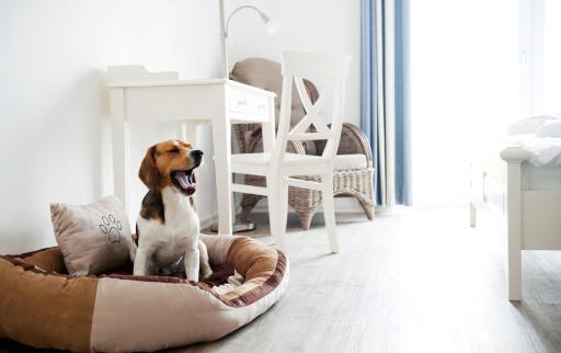 Hotel Pharisäerhof - DAS Hundehotel auf Nordstrand mit Restaurant und Café - Housity