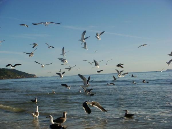 a flock of birds flying over the water at Estrela do Mar in Florianópolis