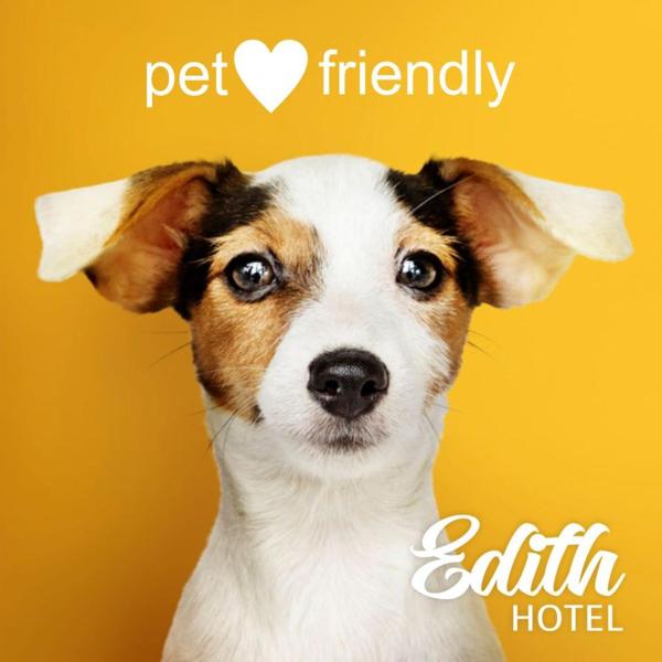 un perro con las orejas caídas está mirando la cámara en el Hotel Edith de Villa Gesell