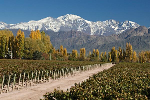 un camino de tierra a través de un viñedo con montañas en el fondo en Apart Mendoza Centrico en Mendoza