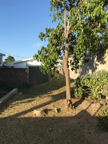 un árbol en un patio junto a una casa en el Departamento Jardín - 3 en Villa Gesell